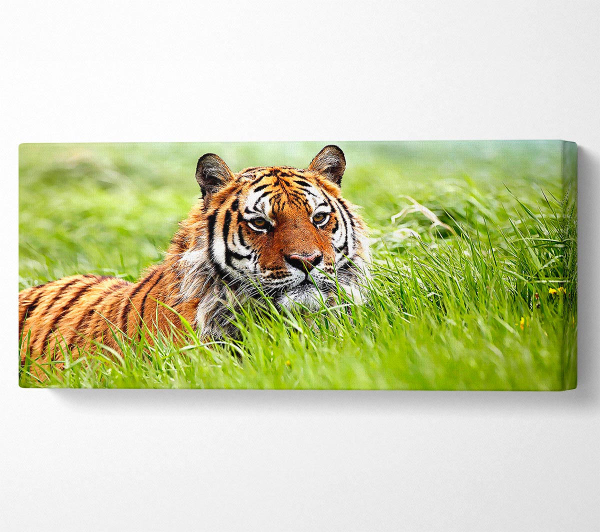 A vibrant canvas print of an Amazing Siberian Tiger, showcasing its majestic features and colors, mounted on a sturdy box frame.