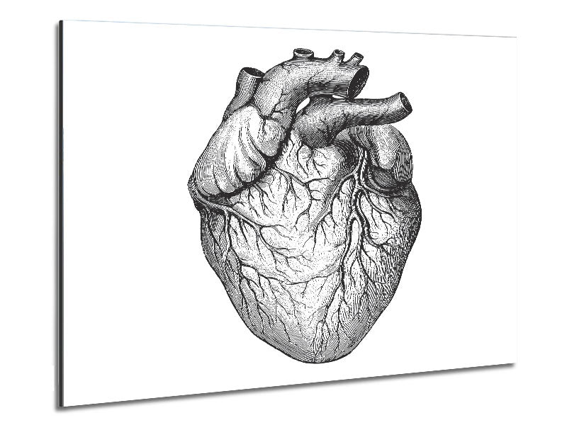 Anatomy Of The Heart art piece printed on brushed aluminium dibond, showcasing detailed heart structure in a modern design.