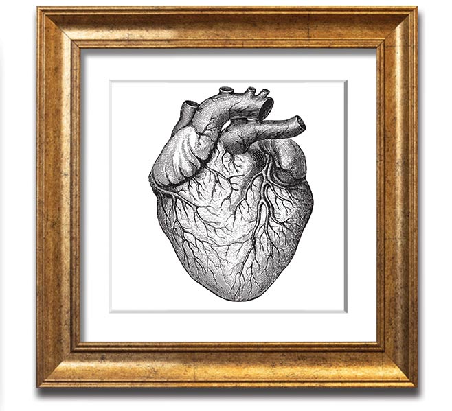 Anatomy Of The Heart Square Framed Print showcasing detailed heart anatomy illustration in a stylish frame.