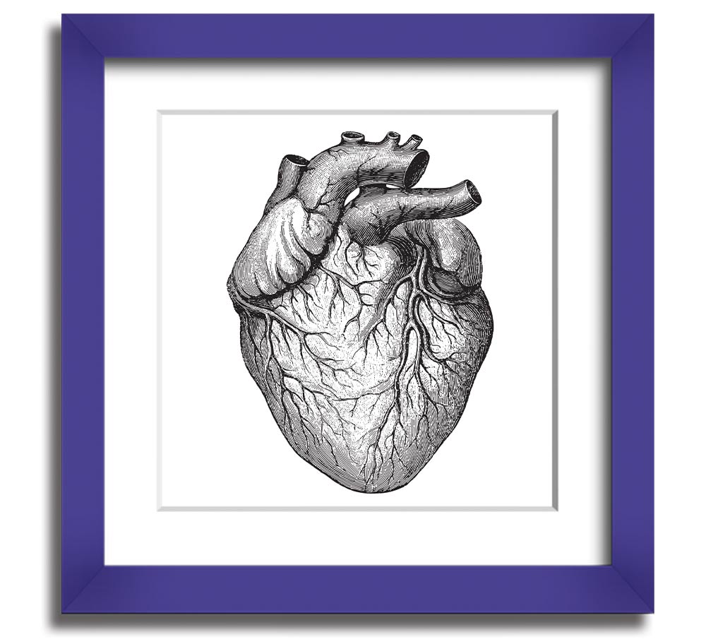 Anatomy Of The Heart Square Framed Print showcasing detailed heart anatomy illustration in a stylish frame.