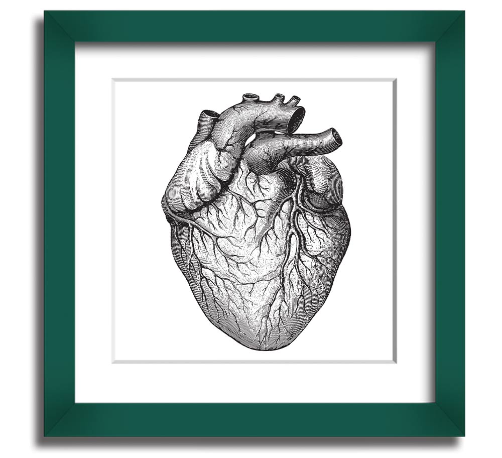 Anatomy Of The Heart Square Framed Print showcasing detailed heart anatomy illustration in a stylish frame.