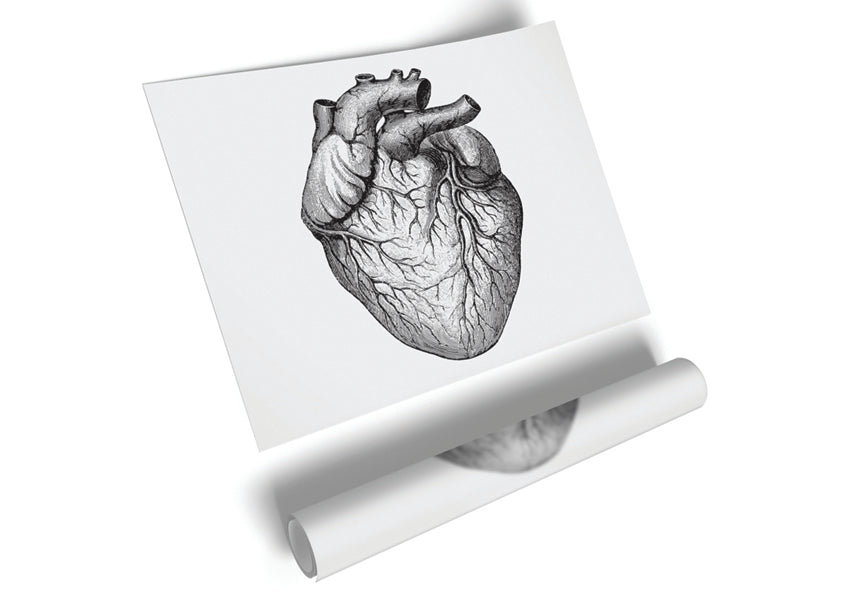 Anatomy Of The Heart poster on high-quality canvas, featuring detailed heart structure illustration.