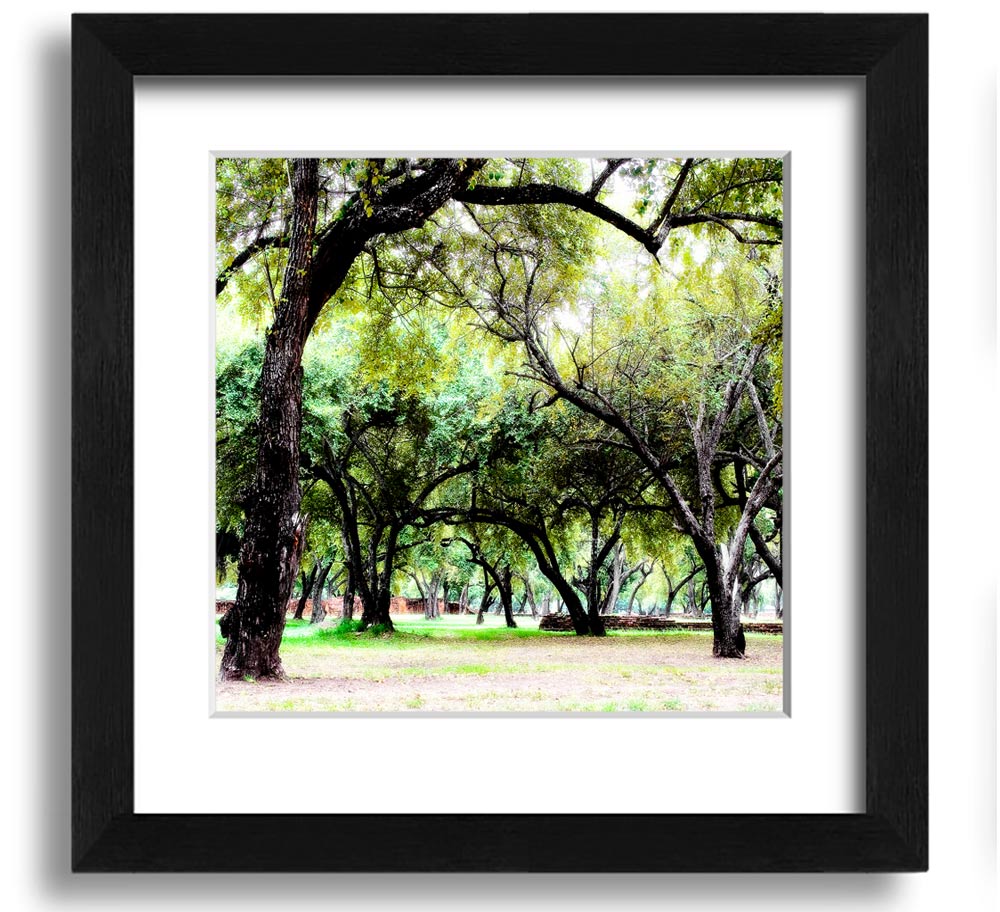 A beautifully framed print of ancient woodland trees, showcasing intricate details and vibrant colors, ready to hang.