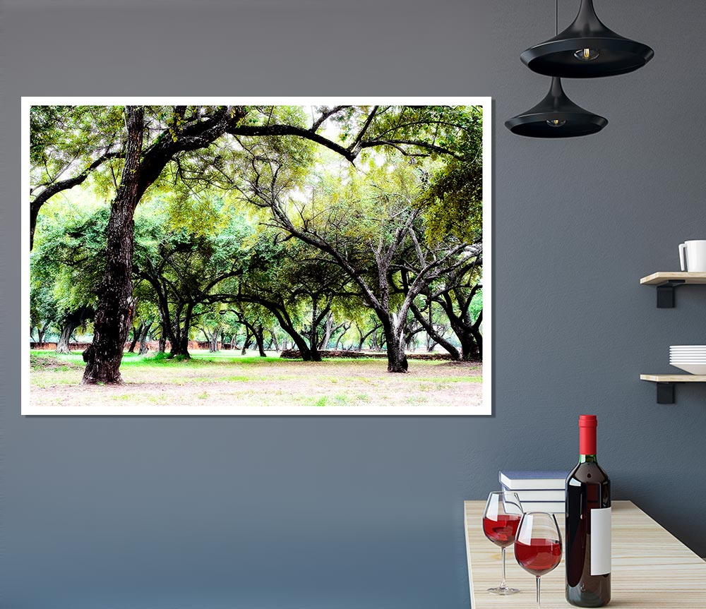 A high-quality canvas poster featuring ancient woodland trees, showcasing their majestic beauty and intricate details.