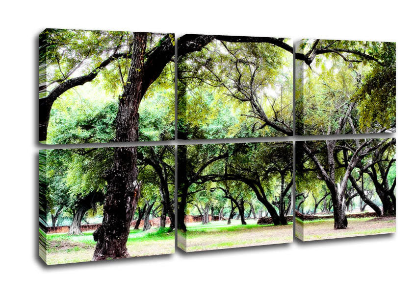 A beautiful canvas print of Ancient Woodland Trees, showcasing vibrant colors and intricate details, mounted on a sturdy box frame.