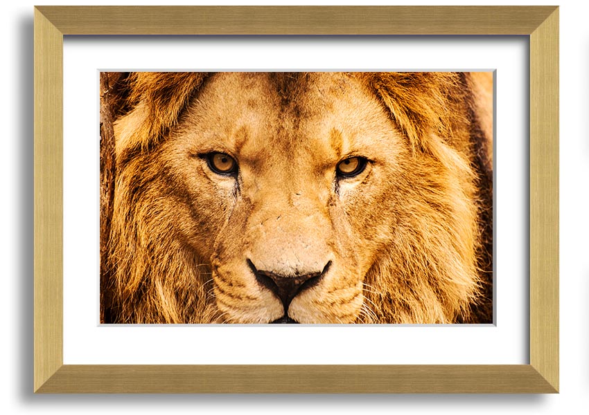 A striking framed print of an angry lion's face, showcasing intricate details and vibrant colors, ready to hang on a wall.