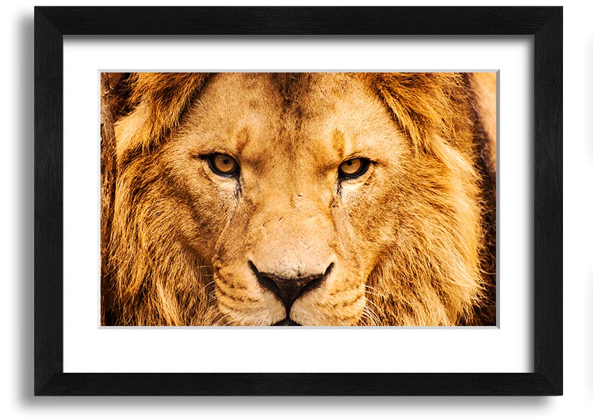 A striking framed print of an angry lion's face, showcasing intricate details and vibrant colors, ready to hang on a wall.