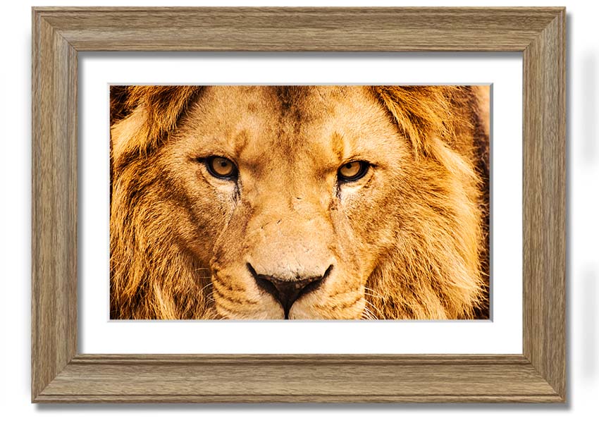 A striking framed print of an angry lion's face, showcasing intricate details and vibrant colors, ready to hang on a wall.