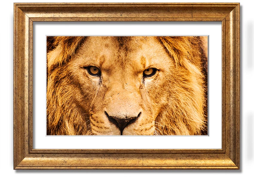 A striking framed print of an angry lion's face, showcasing intricate details and vibrant colors, ready to hang on a wall.