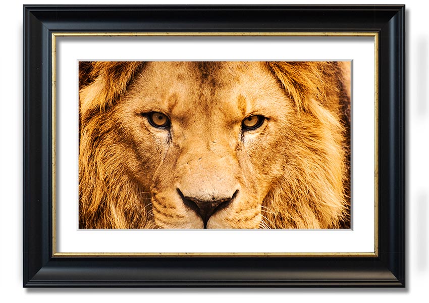 A striking framed print of an angry lion's face, showcasing intricate details and vibrant colors, ready to hang on a wall.