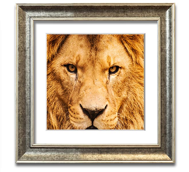 A square framed print featuring an angry lion's face, showcasing intricate details and vibrant colors, ready to hang.