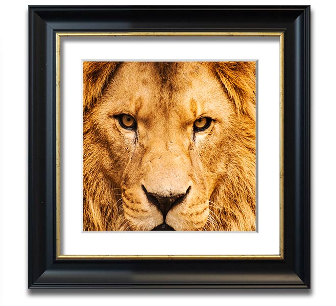 A square framed print featuring an angry lion's face, showcasing intricate details and vibrant colors, ready to hang.