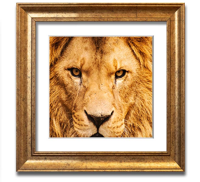 A square framed print featuring an angry lion's face, showcasing intricate details and vibrant colors, ready to hang.