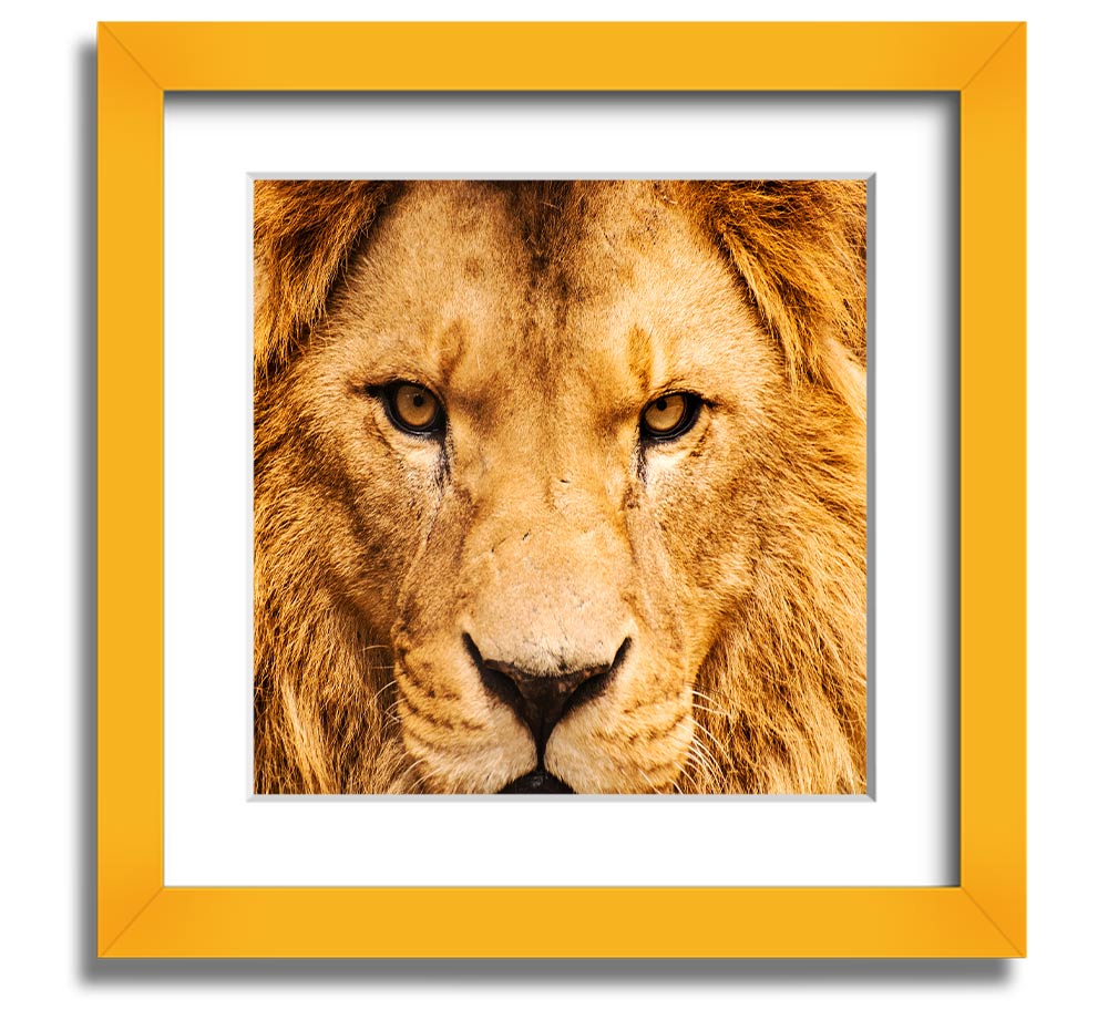A square framed print featuring an angry lion's face, showcasing intricate details and vibrant colors, ready to hang.