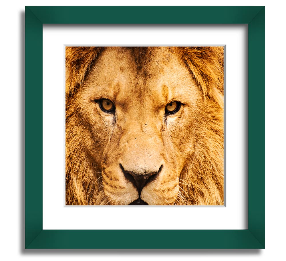 A square framed print featuring an angry lion's face, showcasing intricate details and vibrant colors, ready to hang.