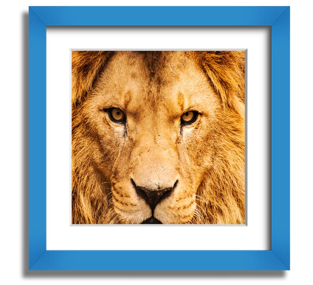 A square framed print featuring an angry lion's face, showcasing intricate details and vibrant colors, ready to hang.