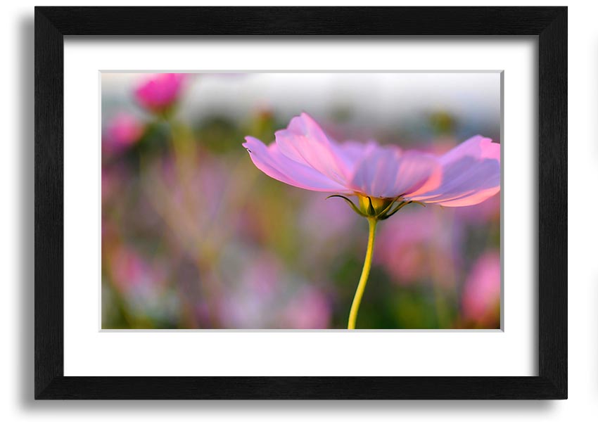 Framed print of a vibrant poppy flower, handmade in the UK, available in various frame colors.