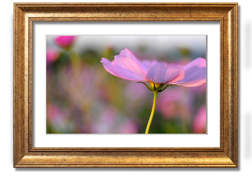 Framed print of a vibrant poppy flower, handmade in the UK, available in various frame colors.