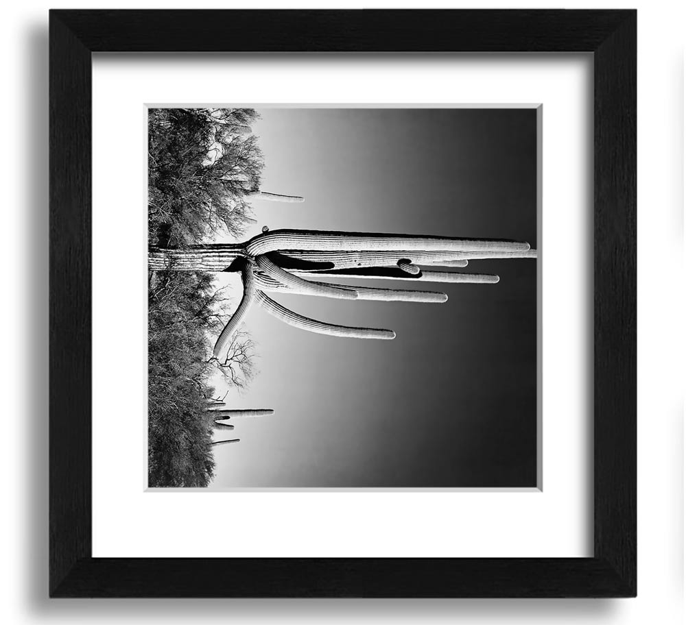 Square framed print of Ansel Adams' Cactus in Saguaro National Monument, showcasing iconic desert cacti.