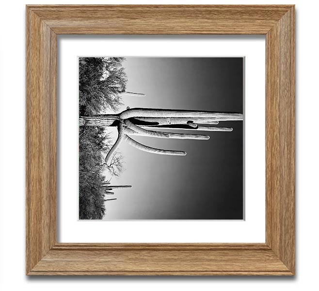 Square framed print of Ansel Adams' Cactus in Saguaro National Monument, showcasing iconic desert cacti.