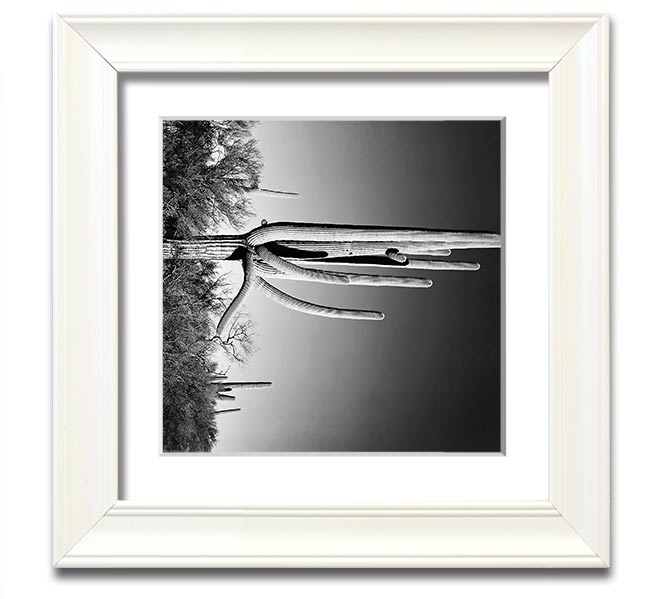 Square framed print of Ansel Adams' Cactus in Saguaro National Monument, showcasing iconic desert cacti.