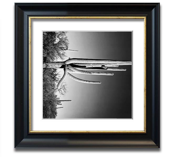 Square framed print of Ansel Adams' Cactus in Saguaro National Monument, showcasing iconic desert cacti.