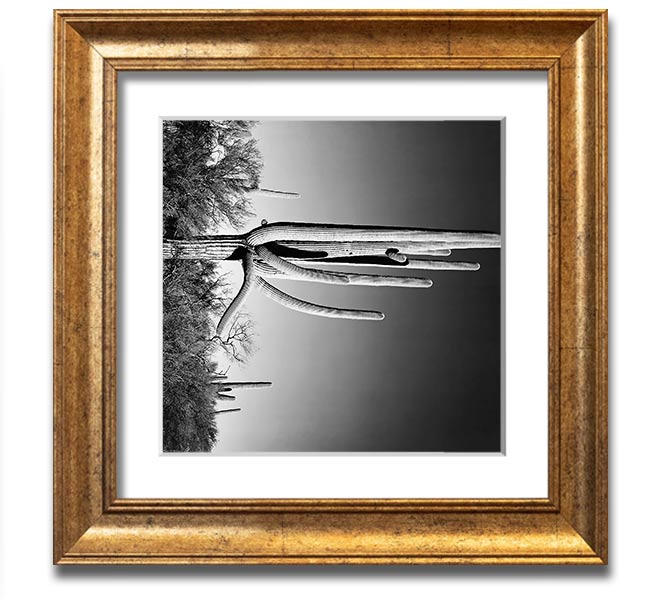 Square framed print of Ansel Adams' Cactus in Saguaro National Monument, showcasing iconic desert cacti.