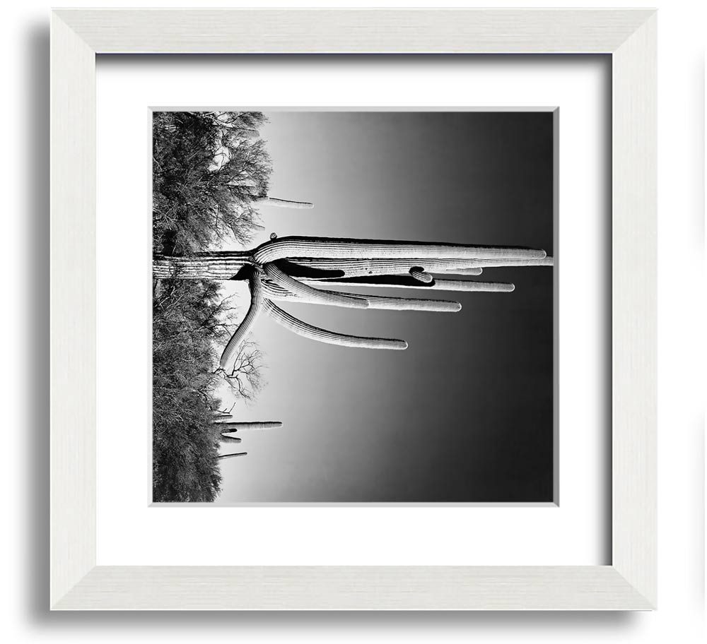 Square framed print of Ansel Adams' Cactus in Saguaro National Monument, showcasing iconic desert cacti.