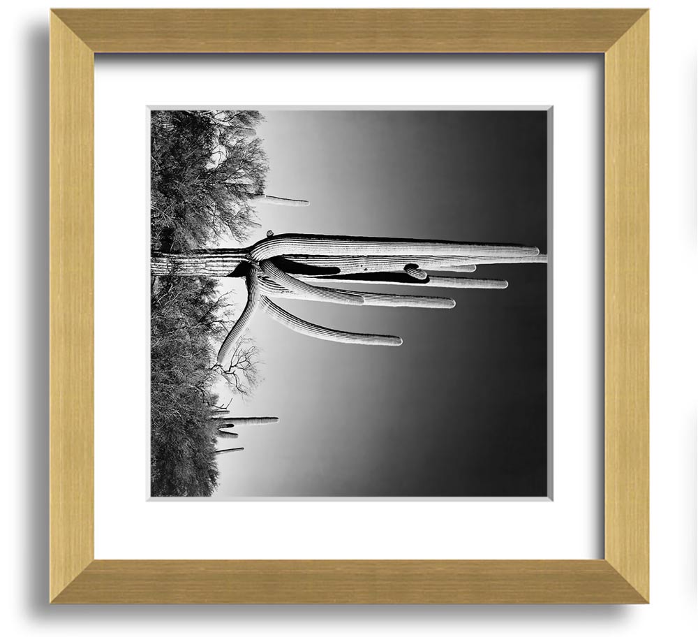 Square framed print of Ansel Adams' Cactus in Saguaro National Monument, showcasing iconic desert cacti.