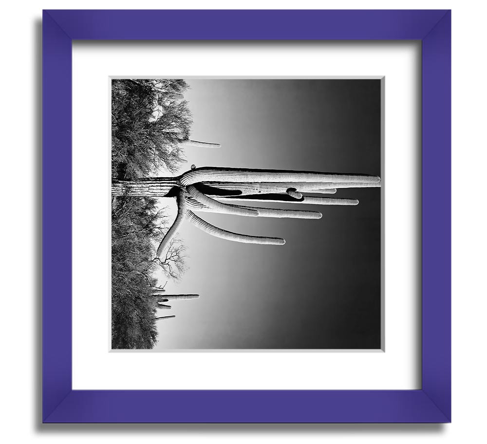 Square framed print of Ansel Adams' Cactus in Saguaro National Monument, showcasing iconic desert cacti.