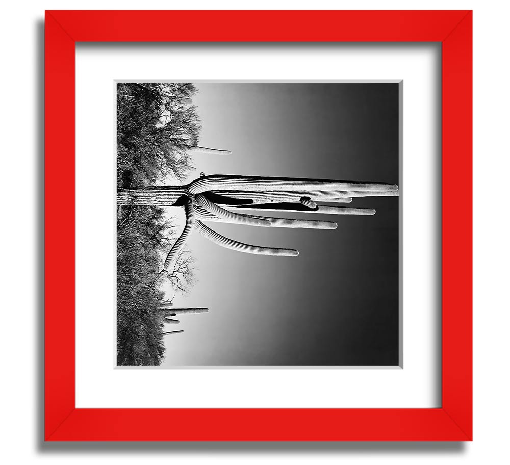 Square framed print of Ansel Adams' Cactus in Saguaro National Monument, showcasing iconic desert cacti.