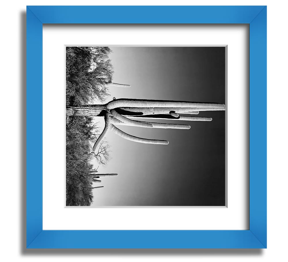 Square framed print of Ansel Adams' Cactus in Saguaro National Monument, showcasing iconic desert cacti.