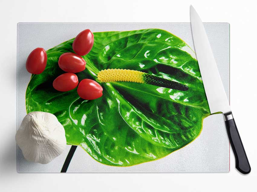 A vibrant Anthurium Flower with glossy red spathes and lush green leaves, showcasing its tropical beauty.