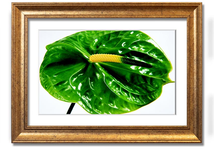 A beautifully framed print of an Anthurium flower, showcasing its vibrant colors and glossy leaves, ready to hang on a wall.