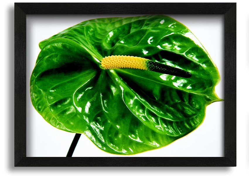 A beautifully framed print of an Anthurium flower, showcasing its vibrant colors and glossy leaves, ready to hang on a wall.