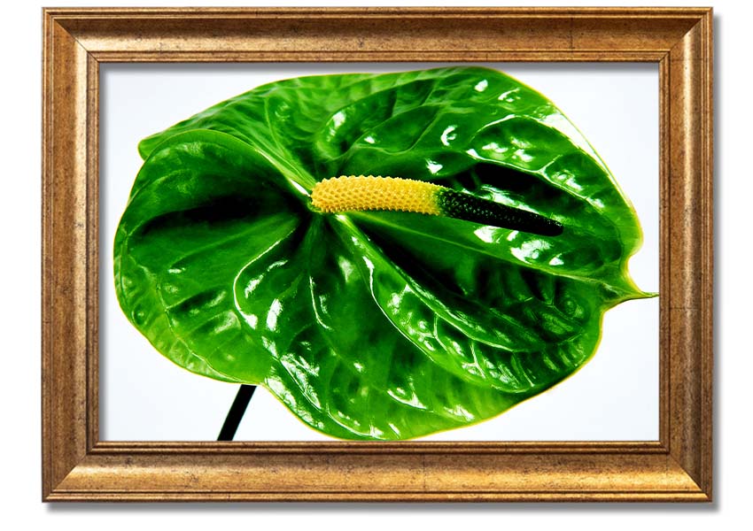 A beautifully framed print of an Anthurium flower, showcasing its vibrant colors and glossy leaves, ready to hang on a wall.