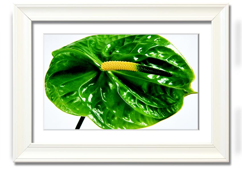 A beautifully framed print of an Anthurium flower, showcasing its vibrant colors and glossy leaves, ready to hang on a wall.
