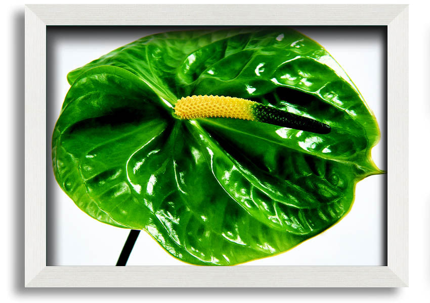 A beautifully framed print of an Anthurium flower, showcasing its vibrant colors and glossy leaves, ready to hang on a wall.
