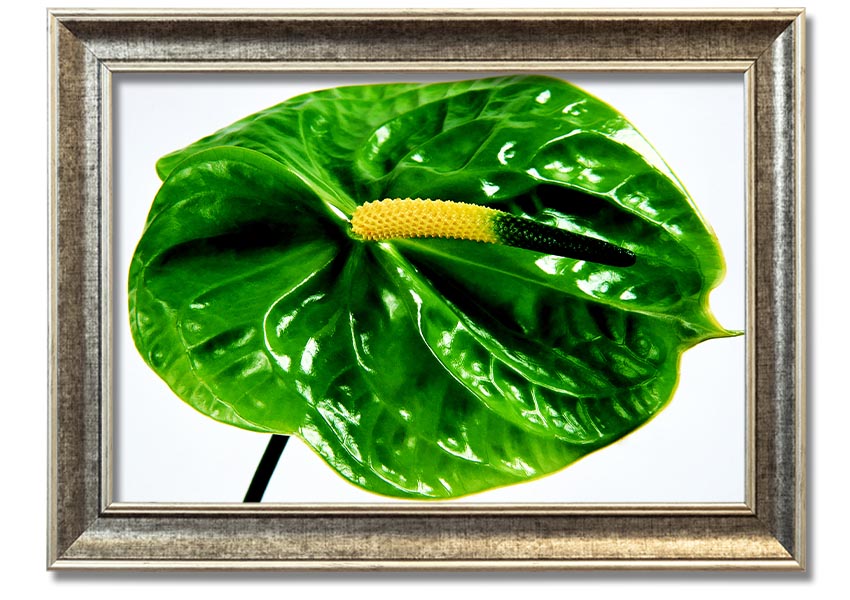 A beautifully framed print of an Anthurium flower, showcasing its vibrant colors and glossy leaves, ready to hang on a wall.