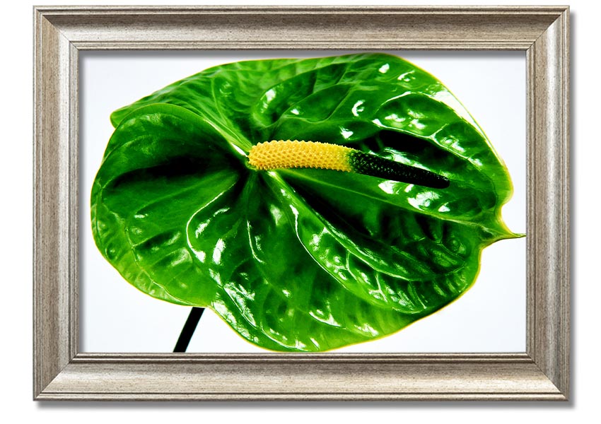 A beautifully framed print of an Anthurium flower, showcasing its vibrant colors and glossy leaves, ready to hang on a wall.
