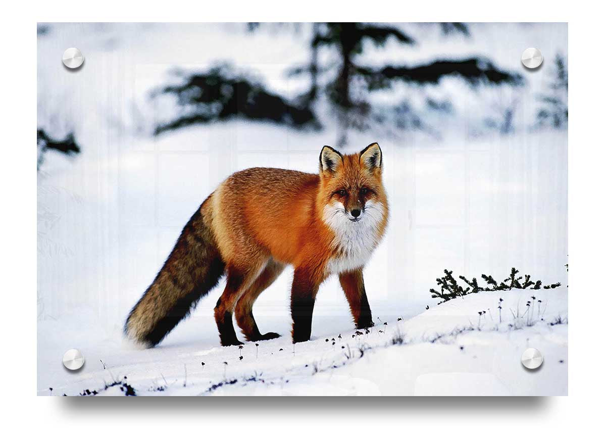 Acrylic print of an Arctic fox in a snowy landscape, showcasing vibrant colors and intricate details.