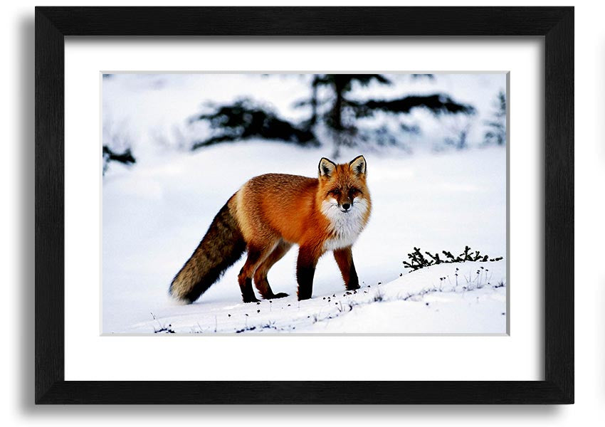 Framed print of an Arctic fox in a snowy landscape, showcasing intricate details and vibrant colors.