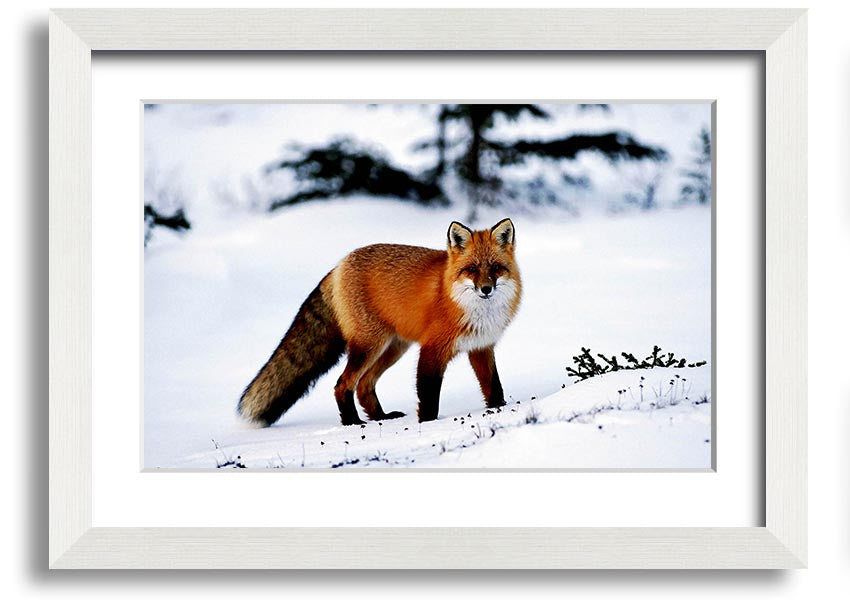 Framed print of an Arctic fox in a snowy landscape, showcasing intricate details and vibrant colors.