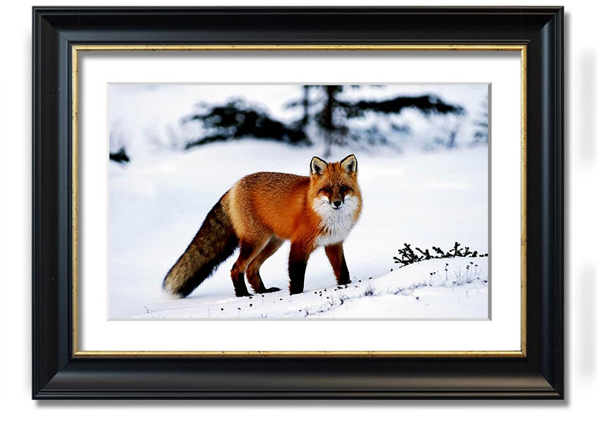 Framed print of an Arctic fox in a snowy landscape, showcasing intricate details and vibrant colors.