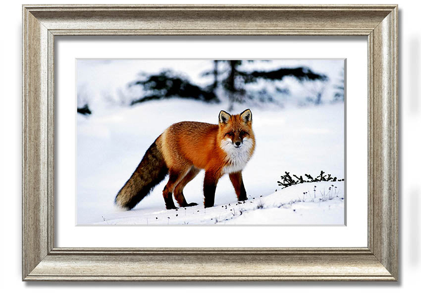Framed print of an Arctic fox in a snowy landscape, showcasing intricate details and vibrant colors.