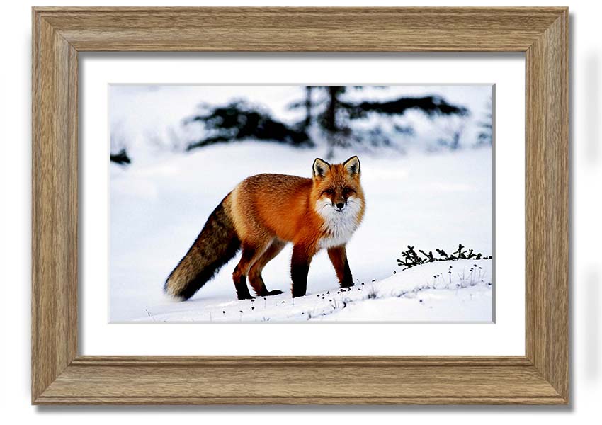 Framed print of an Arctic fox in a snowy landscape, showcasing intricate details and vibrant colors.