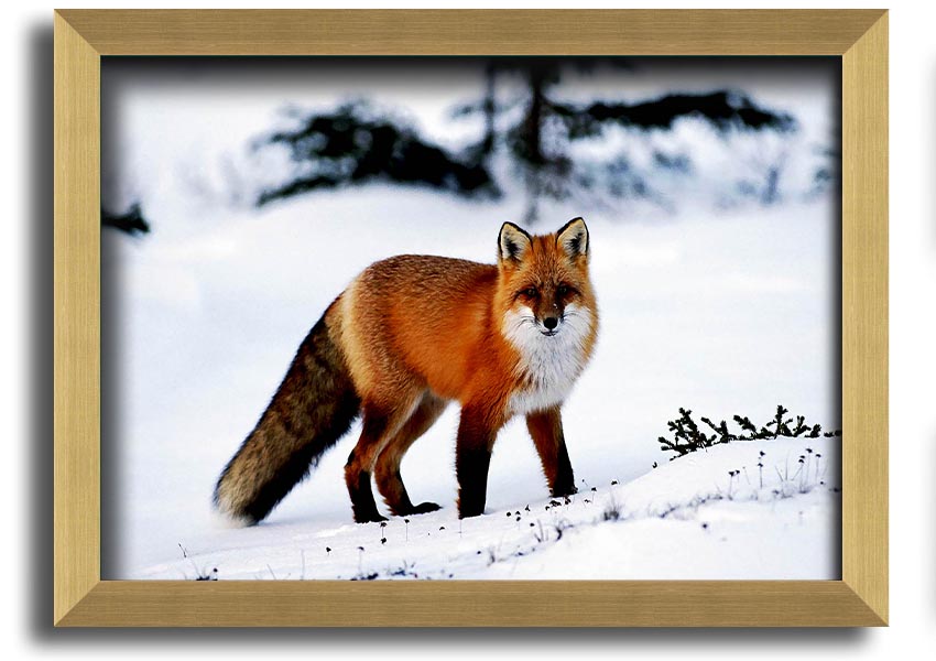 Framed print of an Arctic fox in a snowy landscape, showcasing intricate details and vibrant colors.