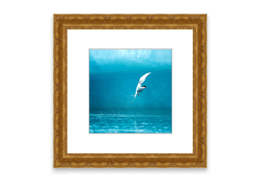 Framed Arctic Tern print showcasing vibrant colors and intricate details, ready to hang.
