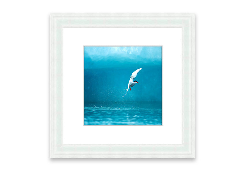 Framed Arctic Tern print showcasing vibrant colors and intricate details, ready to hang.