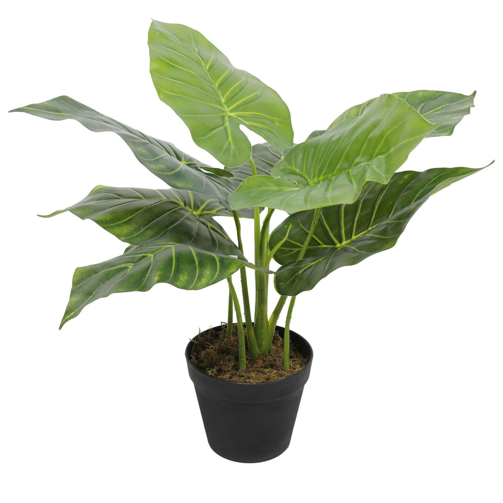 Artificial potted taro plant with vibrant green leaves in a decorative pot, measuring 55cm tall.